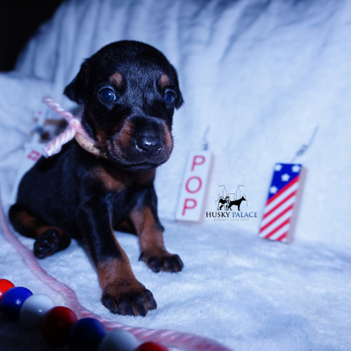 Champion Bloodlines - Euro Ty Lee 9